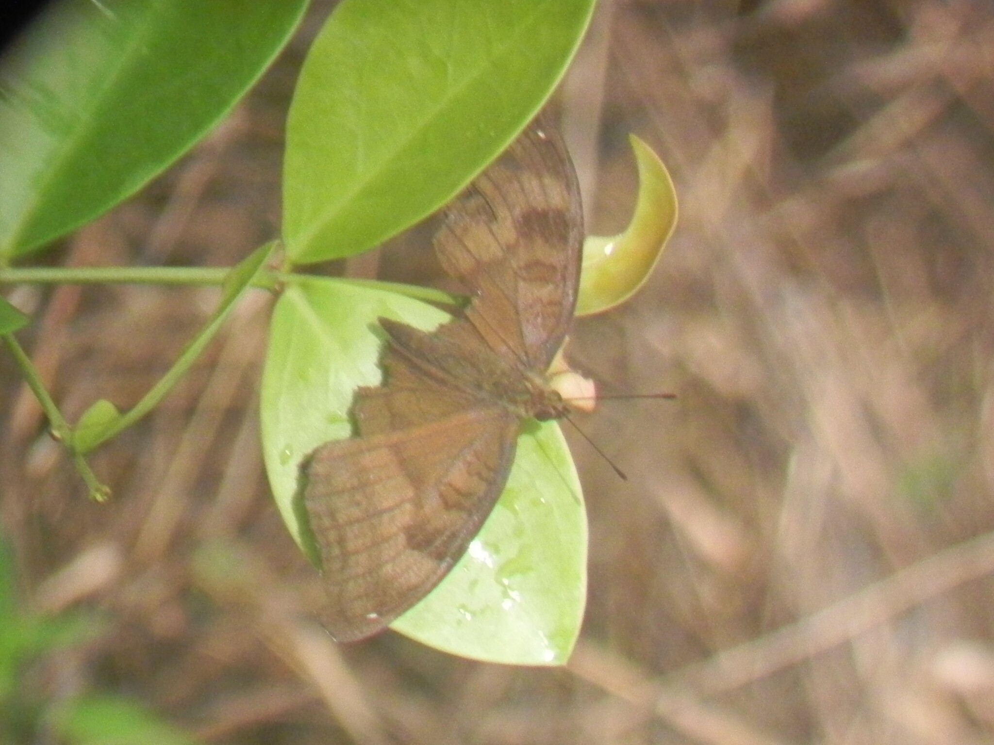 Chocolate Pansy
