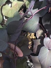 Ipomoea batatas batatas