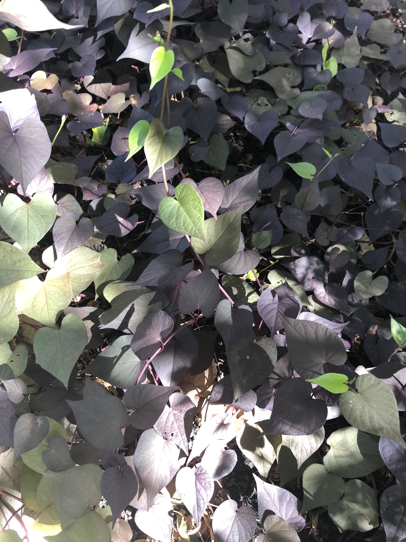 Camote morado (Ipomoea batatas) · iNaturalist Guatemala, image size:1536x2048