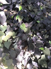 Ipomoea batatas batatas