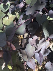 Ipomoea batatas batatas