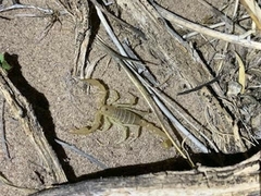 Paruroctonus utahensis