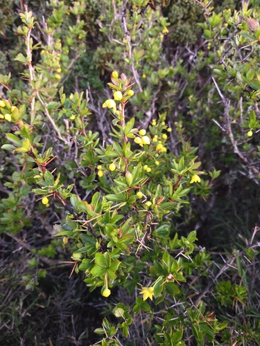 Yushan barberry (Berberis morrisonensis)