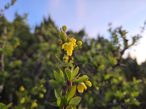 Berberis morrisonensis, photograph 5