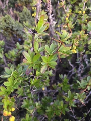 Berberis morrisonensis, photograph author not stated, no rights reserved
