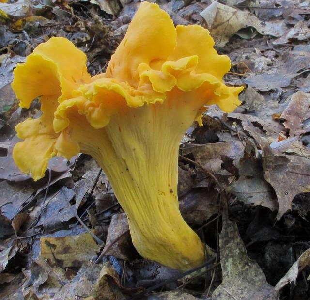 Smooth Chanterelle (LEAP Fungi) · iNaturalist