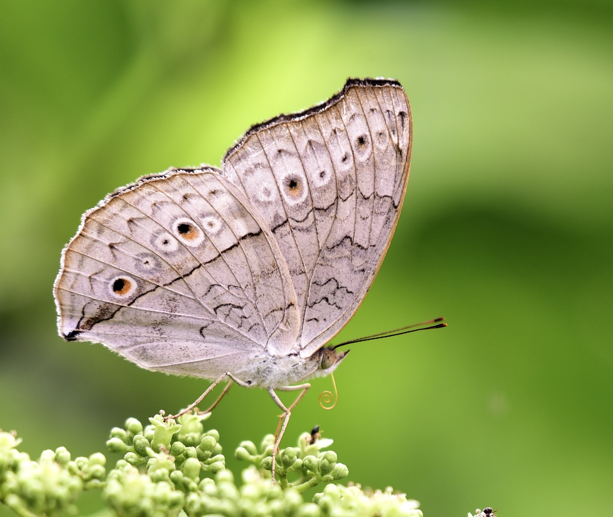 Grey Pansy