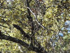 Quercus sideroxyla