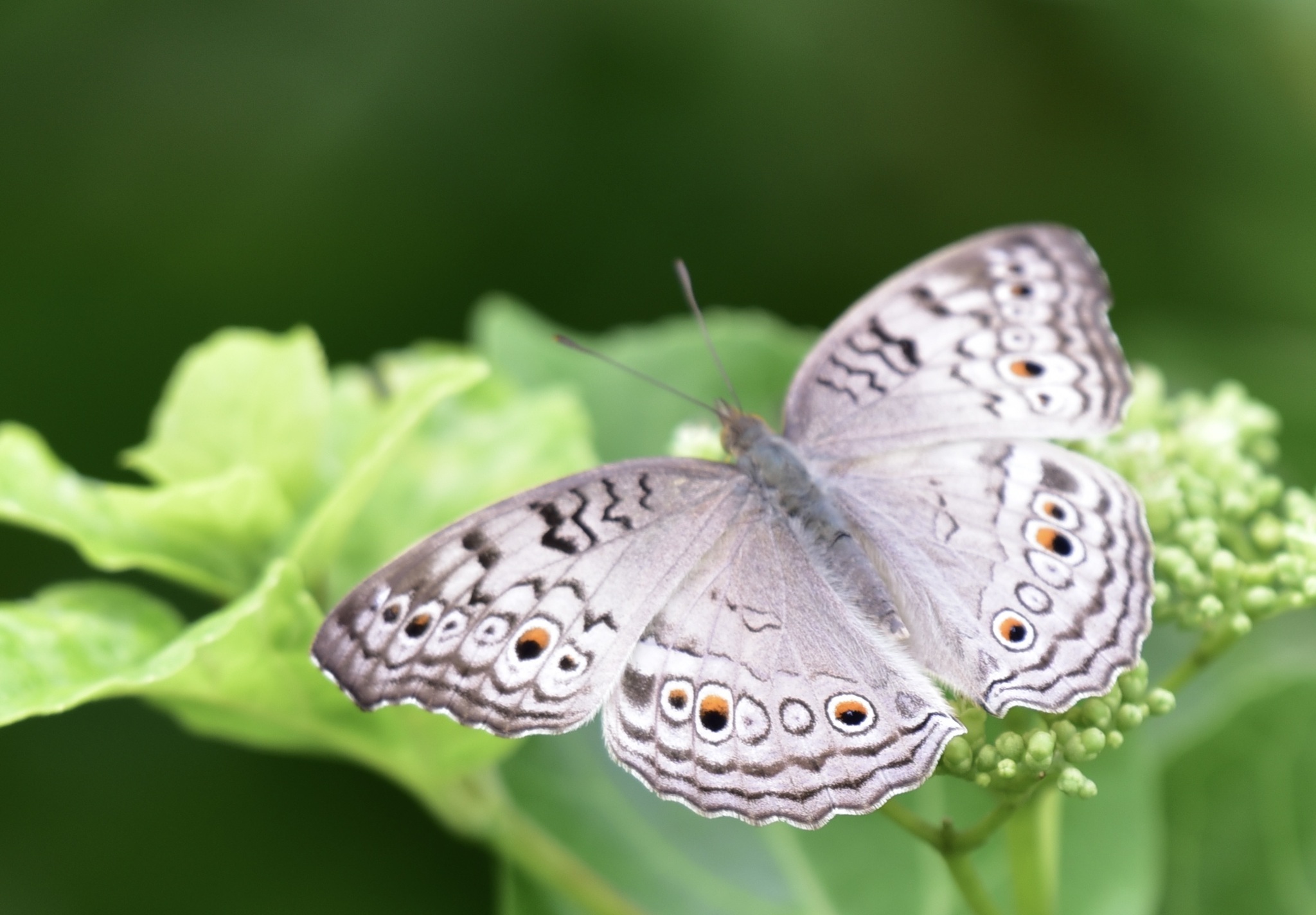 Grey Pansy