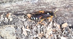 Ichneumon ambulatorius