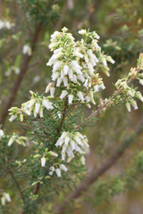 Erica caffra caffra
