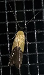 Opogona protodoxa