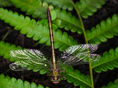 Arigomphus pallidus