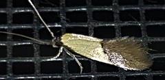 Opogona protodoxa