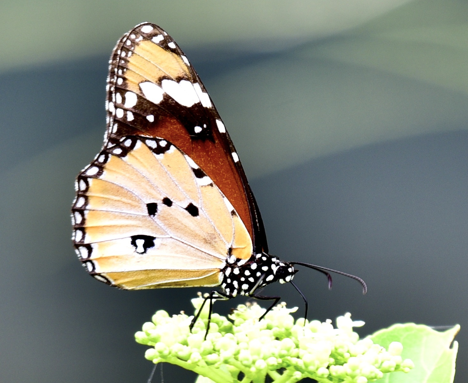 Plain Tiger
