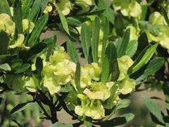 Dodonaea viscosa angustifolia