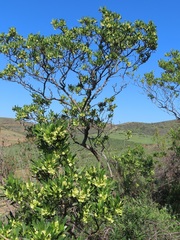 Dodonaea viscosa angustifolia