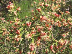 Passerina truncata