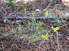 Pedicularis angustifolia