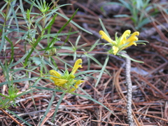Pedicularis angustifolia