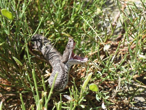 Lataste's Viper, Comunidad de Madrid, ES-MD-MD, ES, photo 7 of 10