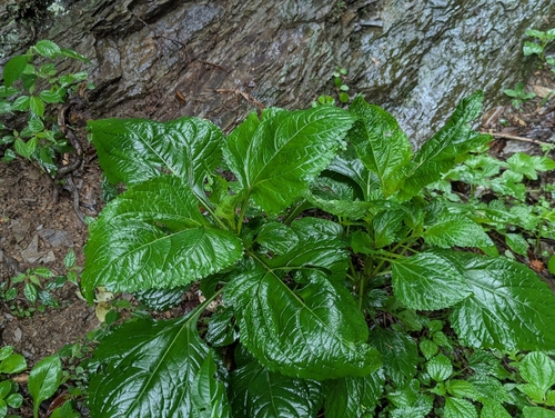 Adenostemma latifolium iNat (1)