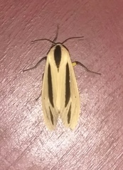 Creatonotos gangis-interrupta agg