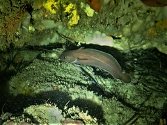 Lotella rhacina
