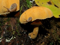 Stygius aculeatus