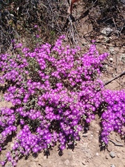 Drosanthemum hispidum