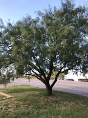 Prosopis glandulosa