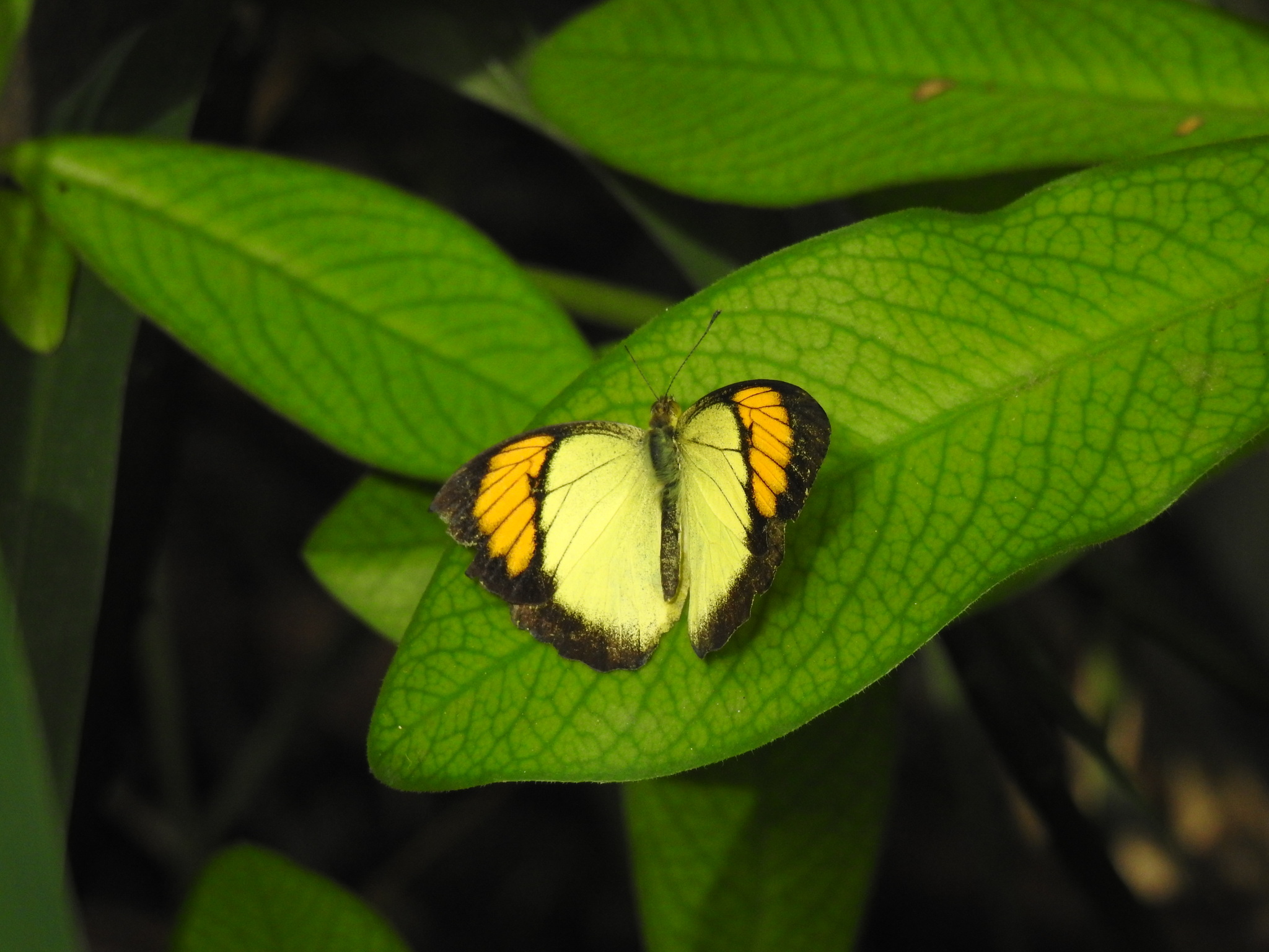 Yellow Orange-Tip