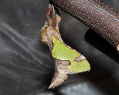 Aenetus moorei