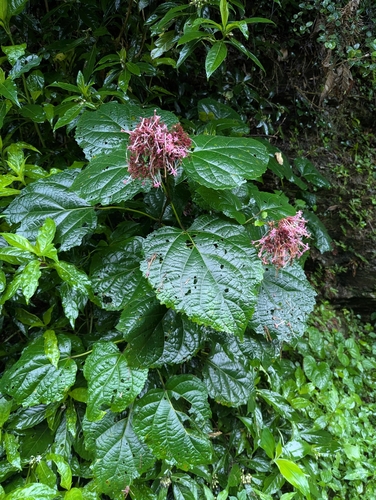 rose glorybower