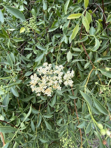 iNaturalist observation photo of Sambucus nigra