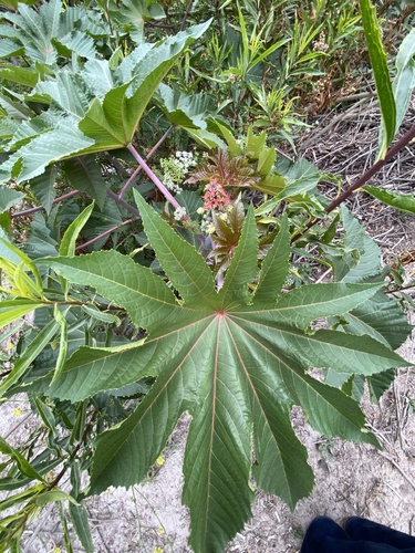 iNaturalist observation photo of castor bean