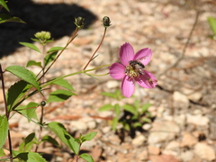 Cosmos ochroleucoflorus