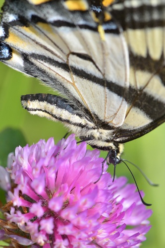 Canadian Tiger Swallowtail photo 5