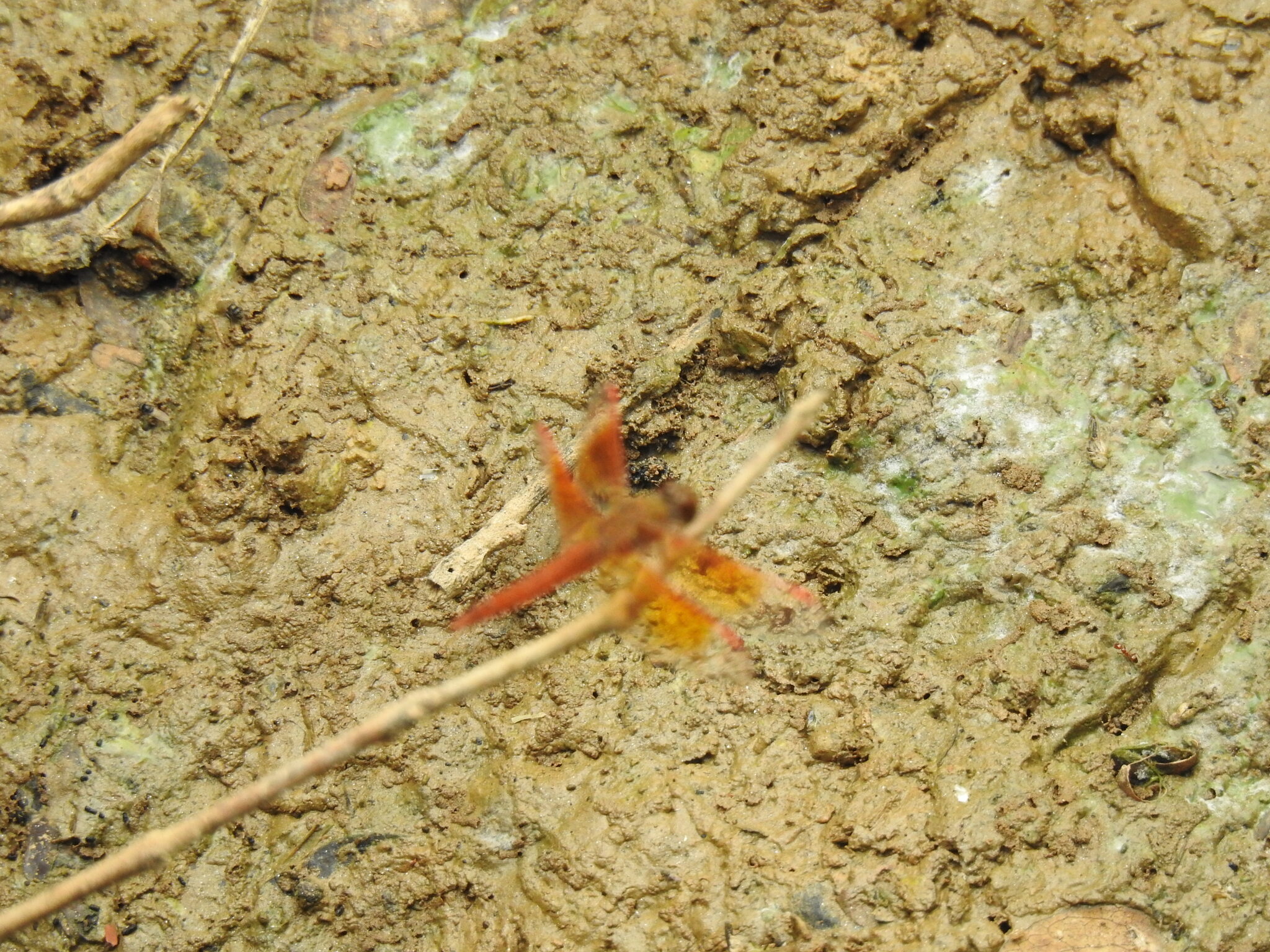 Ditch Jewel