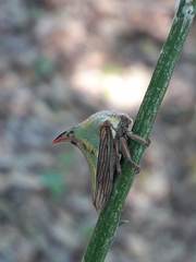 Umbonia