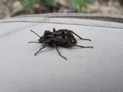 Pelecyphorus pulchellus