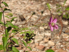 Cosmos ochroleucoflorus