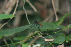 Archilestris magnificus
