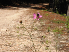 Cosmos ochroleucoflorus