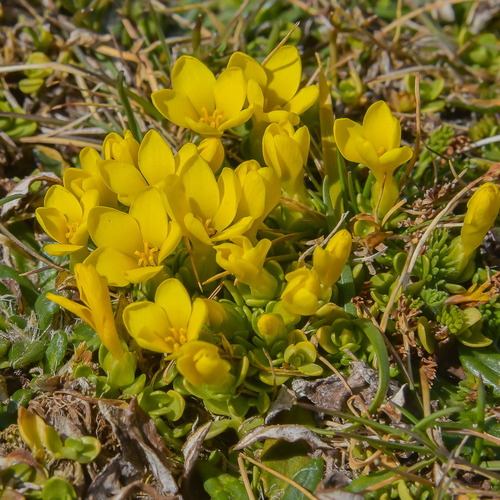 Mat Yellowwort (Sebaea repens)