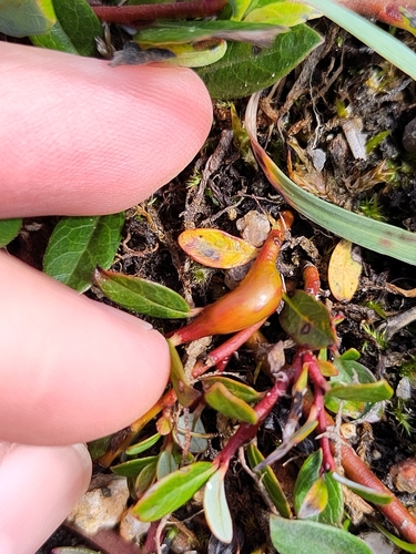 Creeping Shoot-galler