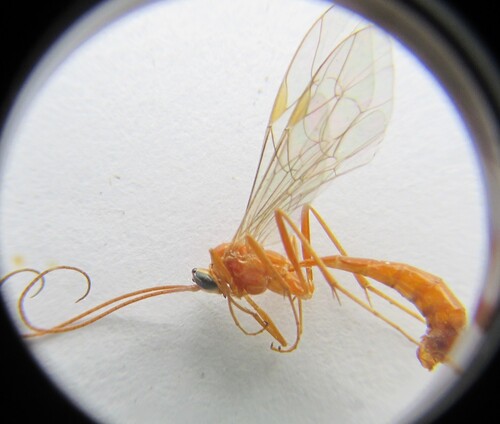 Netelia thomsonii