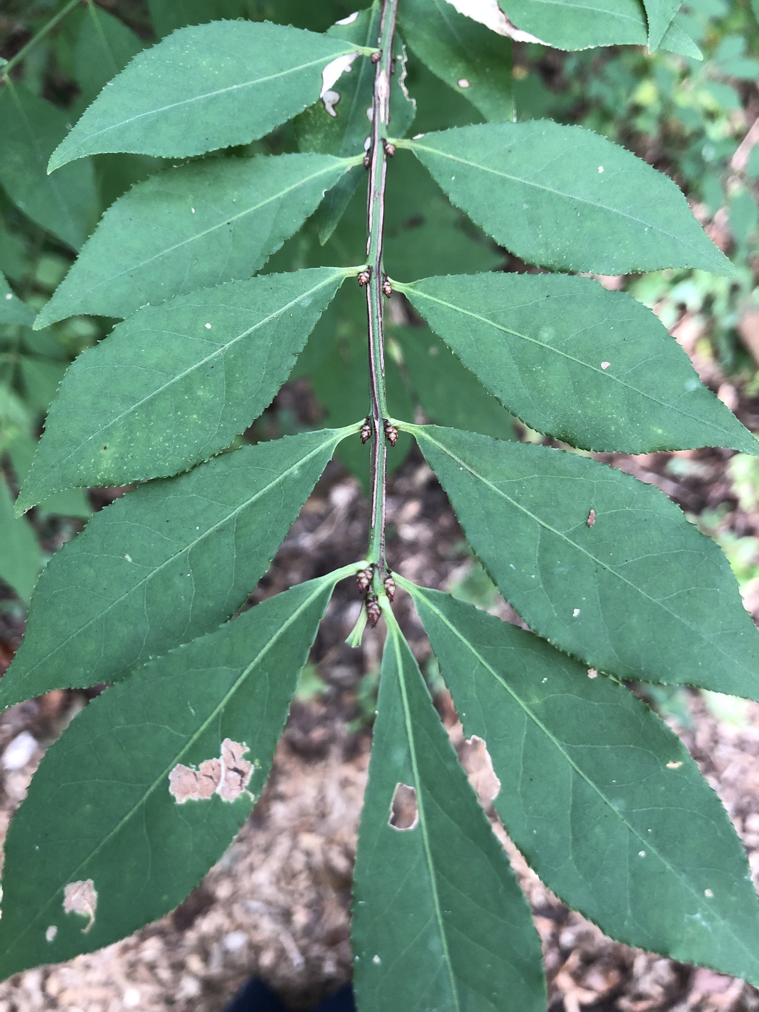 Flügel-Spindelstrauch (Euonymus alatus): Herkunft und Verwendung — foto 2