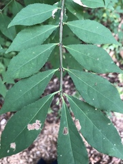 Flügel-Spindelstrauch (Euonymus alatus): Herkunft und Verwendung — Foto 2