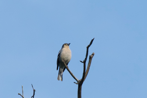 Madeira Chaffinch (Fringilla maderensis), photo 9